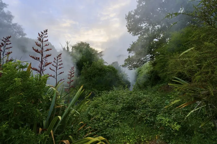 Framed Print : Enchanted misty landscape with dense vegetation and soft light Framed Print : Enchanted misty landscape with dense vegetation and soft light