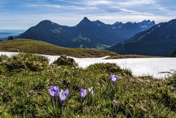Framed Print : Enchanting alpine crocuses spring flowers on a mountain meadow in Tannheimer valley Framed Print : Enchanting alpine crocuses spring flowers on a mountain meadow in Tannheimer valley