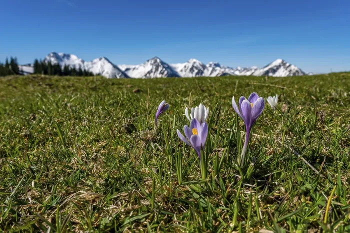 Framed Print : Enchanting alpine crocuses spring flowers on a mountain meadow in Tannheimer valley Framed Print : Enchanting alpine crocuses spring flowers on a mountain meadow in Tannheimer valley