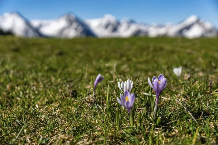 Framed Print : Enchanting alpine crocuses spring flowers on a mountain meadow in Tannheimer valley
