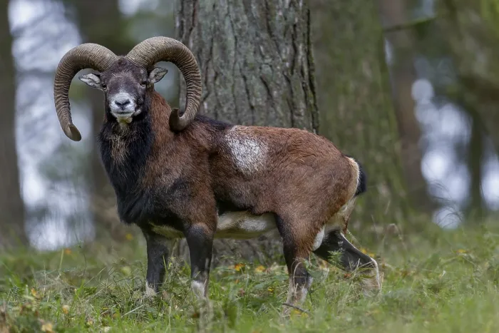 Framed Print : Encounter with a mouflon ram (Ovis gmelini) in October