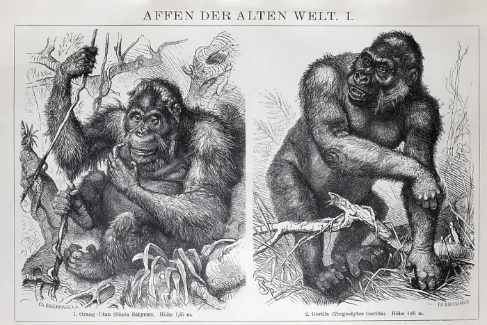 Framed Print : Encyclopaedia page with apes of the Old World