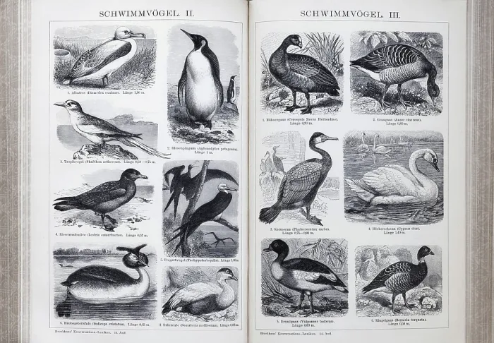 Framed Print : Encyclopaedia page with illustrated plate of swimming birds