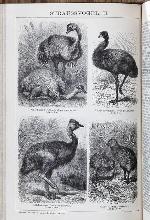 Framed Print : Encyclopaedia page with picture plate Ostriches Framed Print : Encyclopaedia page with picture plate Ostriches