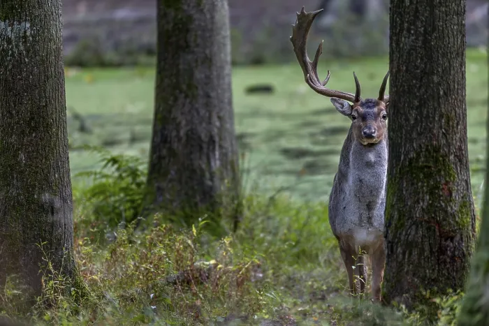 Framed Print : At the end of September, the first fallow deer (Dama dama) can be observed at the main rutting site