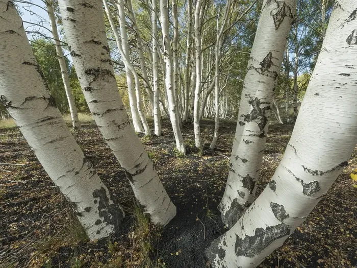 Framed Print : Endemic etna Birch (Betula aetnensis) forest