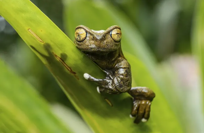Framed Print : Endemic neotropical frog Tapichalaca Torrenteer (Hyloscirtus Tapichalaca)