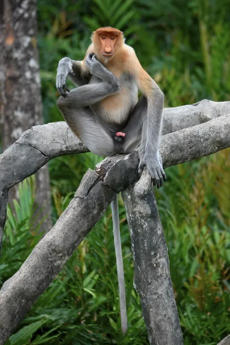 Framed Print : Endemic Proboscis monkey or Long-nosed monkey (Nasalis larvatus) Framed Print : Endemic Proboscis monkey or Long-nosed monkey (Nasalis larvatus)