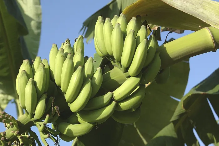 Framed Print : English Name Banana, Botanical Name Musa paradisiaca