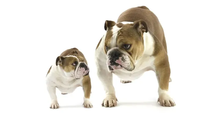 Framed Print : English Bulldog, Female against White Background