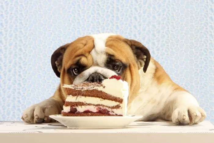 Framed Print : English Bulldog looks at Black Forest Cake Framed Print : English Bulldog looks at Black Forest Cake