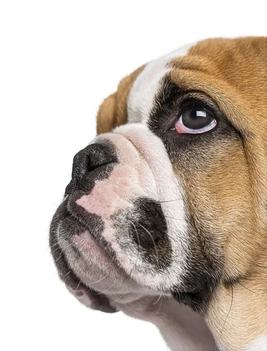 Framed Print : English Bulldog puppy (3 months old)