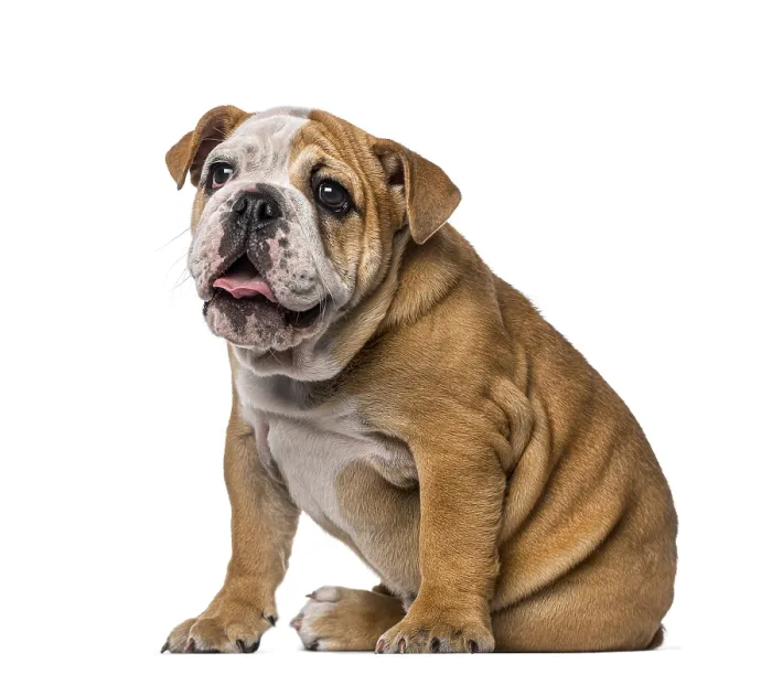 Framed Print : English Bulldog puppy (4 months old) Framed Print : English Bulldog puppy (4 months old)