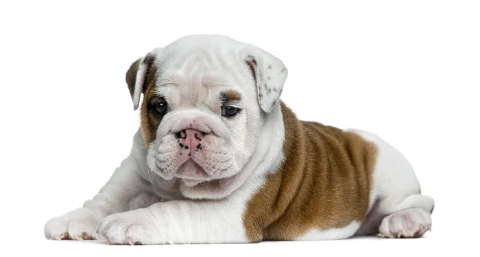 Framed Print : English bulldog puppy in front of white background Framed Print : English bulldog puppy in front of white background