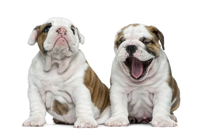 Framed Print : English bulldog puppy in front of white background