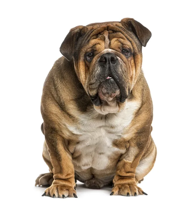 Framed Print : English Bulldog siting in front of a white background Framed Print : English Bulldog siting in front of a white background