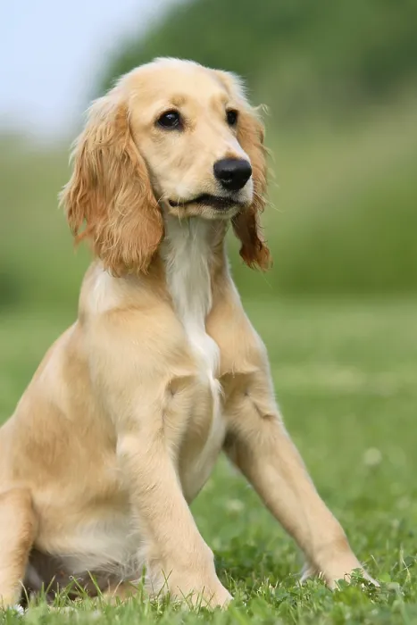 Framed Print : English Cocker Spaniel, 5 months