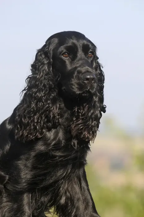 Framed Print : English Cocker Spaniel, black, bitch