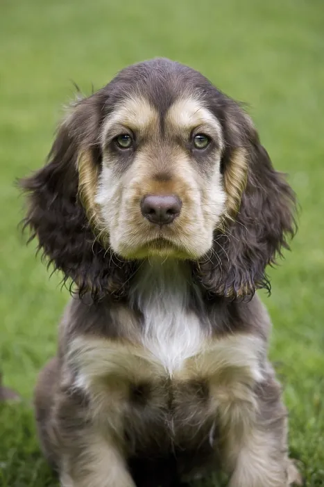 Framed Print : English Cocker Spaniel (Canis lupus familiaris) pup in garden Framed Print : English Cocker Spaniel (Canis lupus familiaris) pup in garden