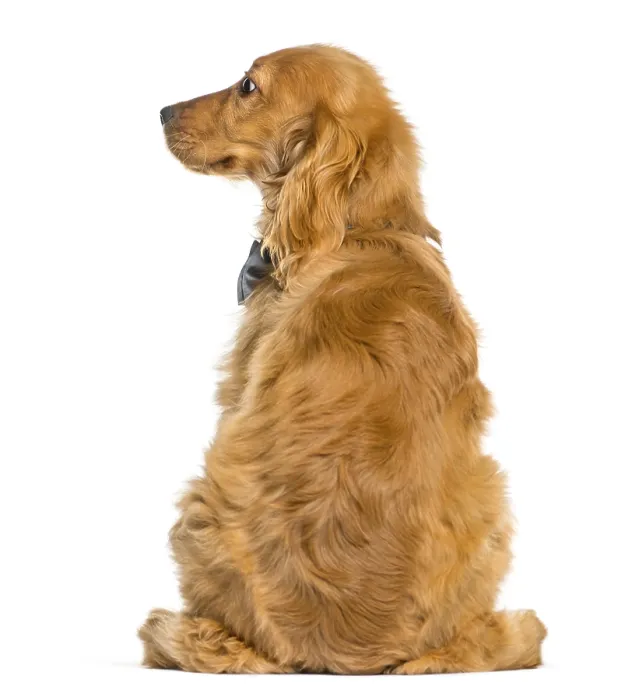 Framed Print : English Cocker Spaniel sitting in front of white background Framed Print : English Cocker Spaniel sitting in front of white background