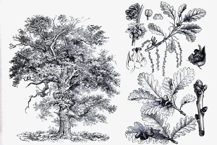 Framed Print : English oak (Quercus pedunculata) Framed Print : English oak (Quercus pedunculata)