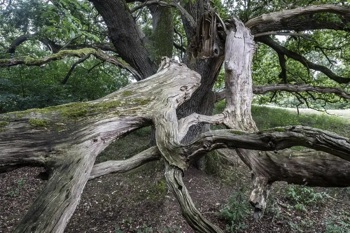 Framed Print : English oak (Quercus robur) in the Hutewald forest