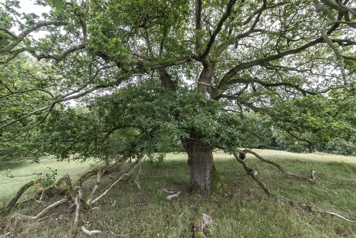Framed Print : English oak (Quercus robur) in the Hutewald forest