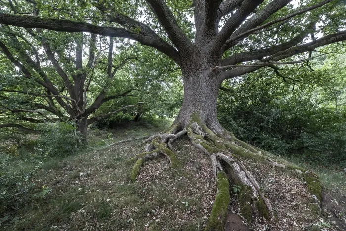 Framed Print : English oak (Quercus robur) in the Hutewald forest