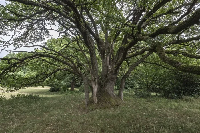 Framed Print : English oak (Quercus robur) in the Hutewald forest