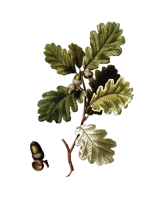 Framed Print : English oak, Quercus robur, after an illustration by Pancrace Bessa