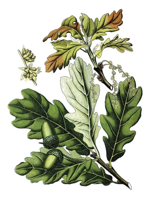 Framed Print : English oak (Quercus robur, Quercus pedunculata) Framed Print : English oak (Quercus robur, Quercus pedunculata)