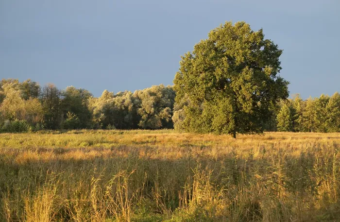 Framed Print : English oak (Quercus robur), solitary tree stands on a wet meadow in a wetland