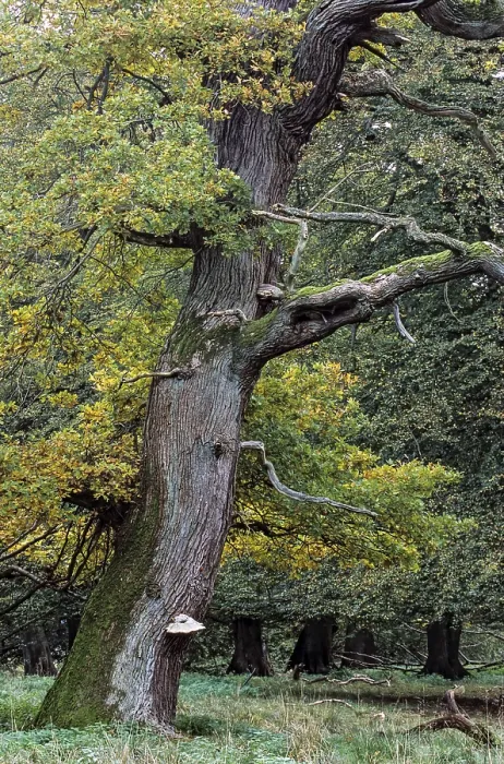 Framed Print : English Oak a tree named Majesty Oak with a circumference of 12