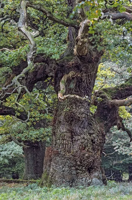 Framed Print : English Oak a tree named Majesty Oak with a circumference of 12