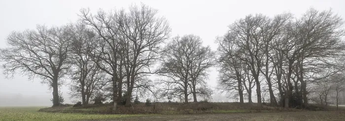 Framed Print : English oaks (Quercus robur) in fog Framed Print : English oaks (Quercus robur) in fog