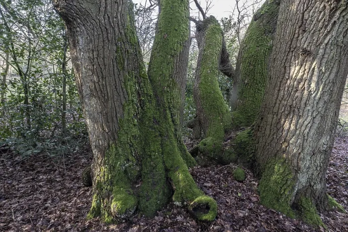 Framed Print : English oaks (Quercus robur) in the Hutewald forest