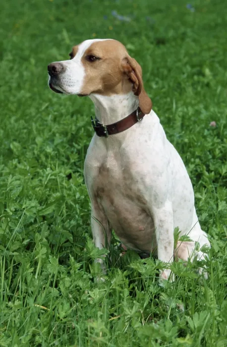 Framed Print : English pointer, collar Framed Print : English pointer, collar