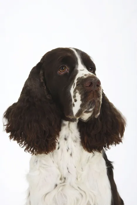 Framed Print : English Springer Spaniel Framed Print : English Springer Spaniel