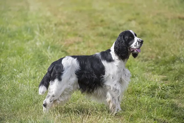 Framed Print : English Springer Spaniel, breed of gun dog in field