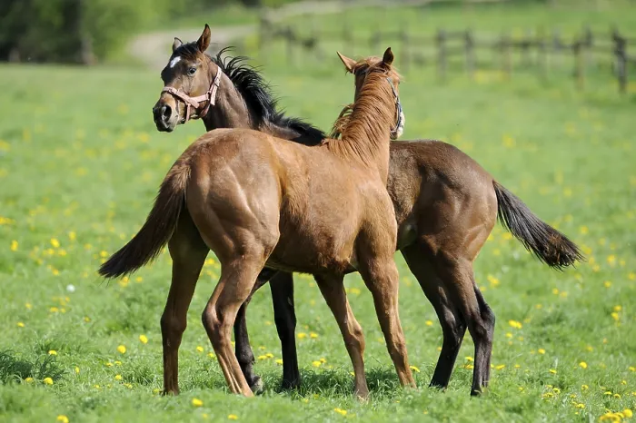 Framed Print : English Thoroughbred, English Thoroughbred Framed Print : English Thoroughbred, English Thoroughbred