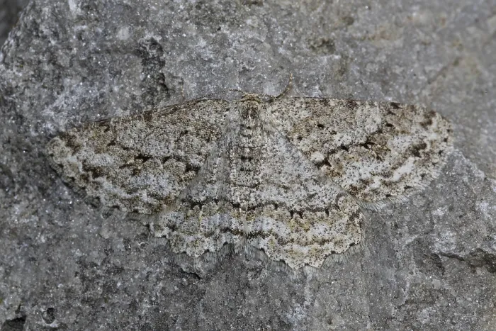 Framed Print : Engrailed (moth) (Ectropis crepuscularia) Framed Print : Engrailed (moth) (Ectropis crepuscularia)