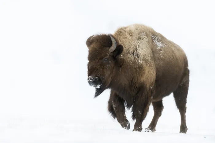 Framed Print : Enormous... American Bison (Bison bison) Framed Print : Enormous... American Bison (Bison bison)