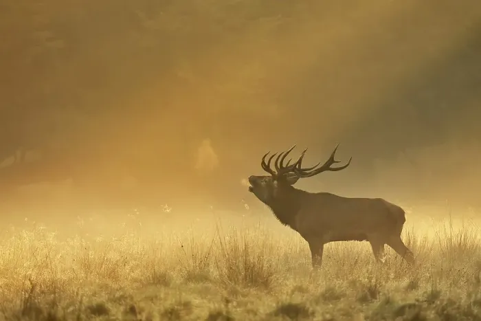 Framed Print : Enormous Red deer (Cervus elaphus)