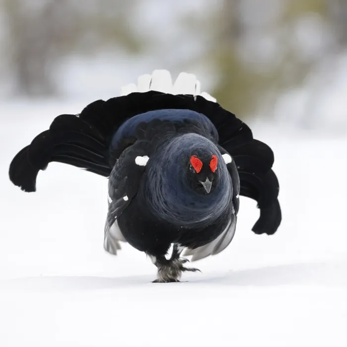 Framed Print : The entrance... Black grouse (Lyrurus tetrix)