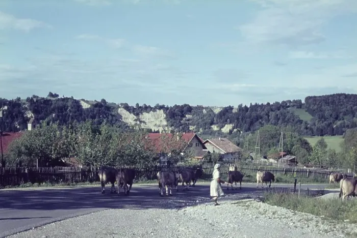 Framed Print : Epfach near Schongau, cattle drive