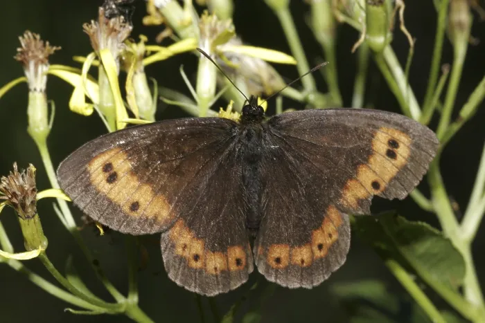 Framed Print : Erebia moth (Erebia) Framed Print : Erebia moth (Erebia)