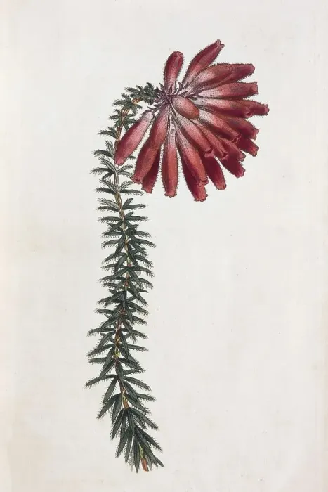 Framed Print : Erica cerinthoides (Erica cerinthoides)