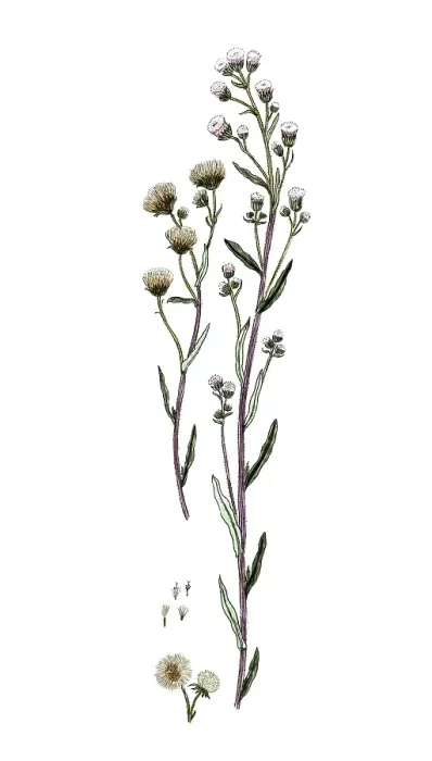 Framed Print : Erigeron acre, Erigeron acer, digital reproduction of a historical original