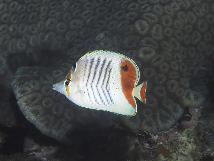 Framed Print : Eritrean butterflyfish (Chaetodon paucifasciatus)