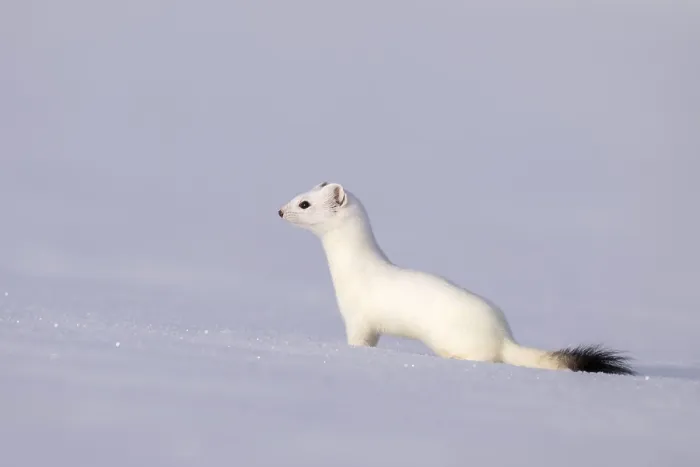 Framed Print : Ermine or large weasel (Mustela erminea)